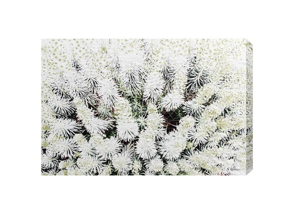 New Product Beautifully White  - Andrew Lee Home and Living Homeware