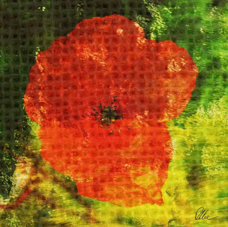 New Product Poppy  - Andrew Lee Home and Living Homeware