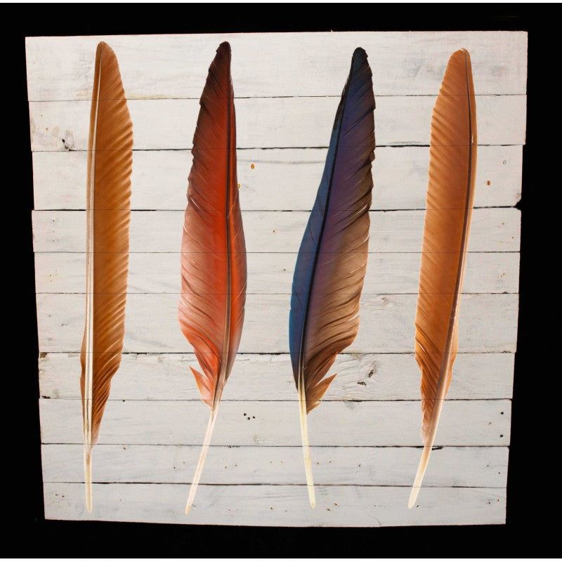 New Product Four set of beautiful and colourful bird feathers (Reclaimed White wood)  - Andrew Lee Home and Living Homeware